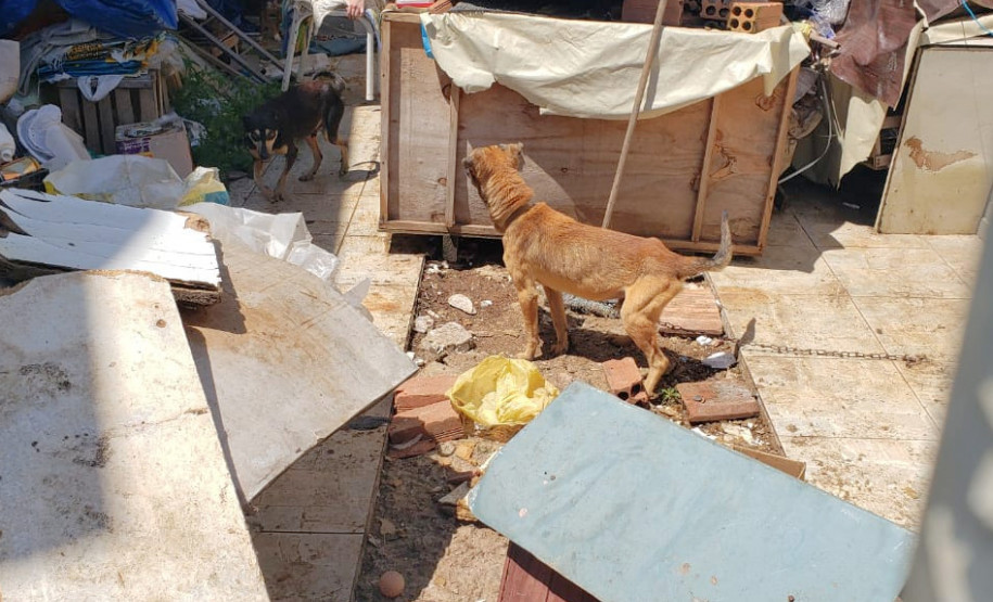 PCPR realizou ações em combate aos maus-tratos e crimes ambientais PCPR realizou ações em combate aos maus-tratos e crimes ambientais