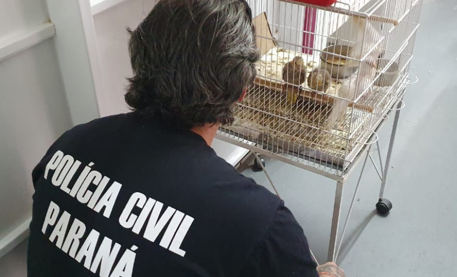 PCPR realizou ações em combate aos maus-tratos e crimes ambientais PCPR realizou ações em combate aos maus-tratos e crimes ambientais