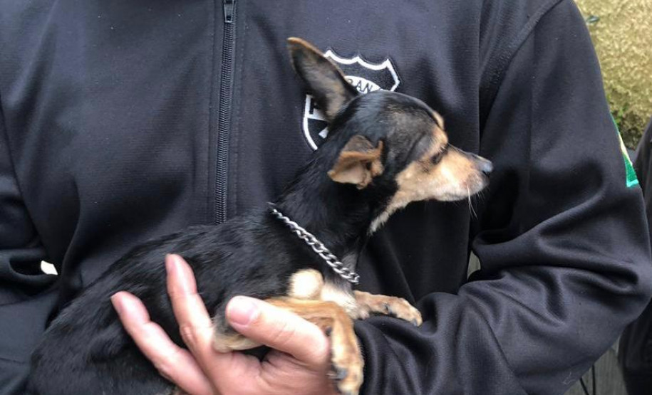 PCPR autua homem suspeitos de maus tratos a dois cães em Curitiba