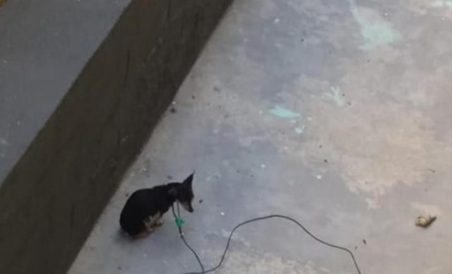 PCPR autua homem suspeitos de maus tratos a dois cães em Curitiba