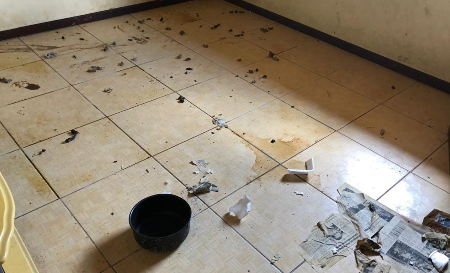 PCPR interdita aviário com 167 animais em situação de maus-tratos na RMC