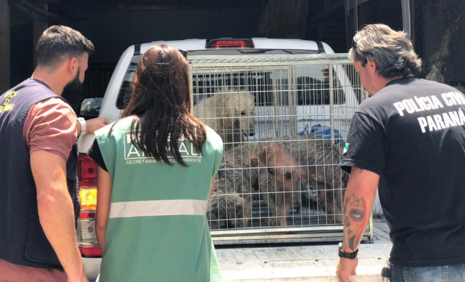 PCPR interdita aviário com 167 animais em situação de maus-tratos na RMC
