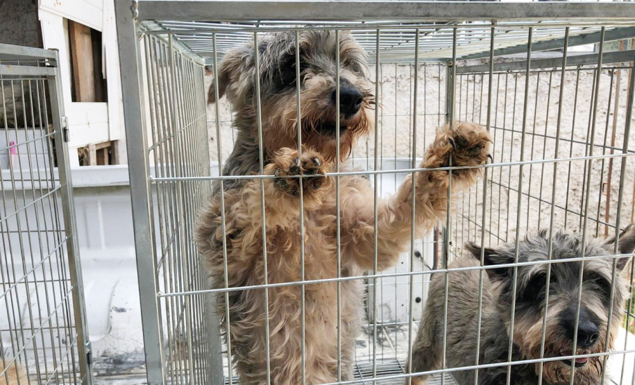 PCPR interdita aviário com 167 animais em situação de maus-tratos na RMC