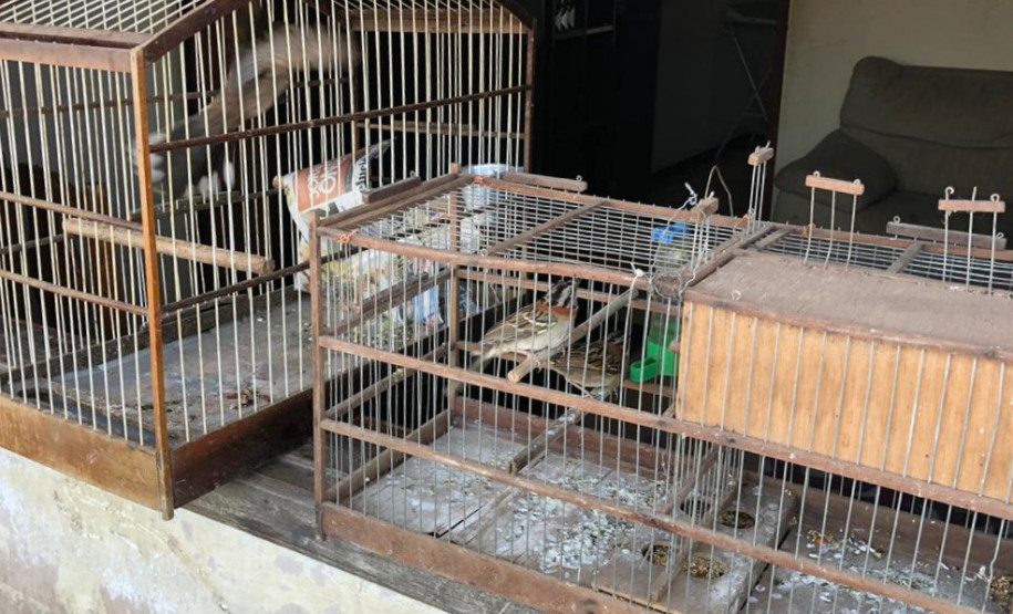 PCPR interdita aviário com 167 animais em situação de maus-tratos na RMC