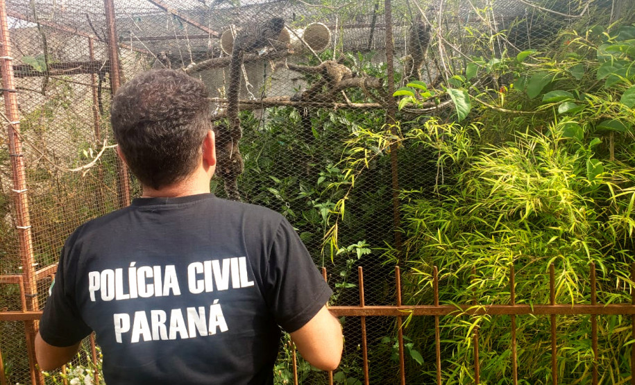 PCPR prende homem por manter ilegalmente macacos saguis em cativeiro na Capital