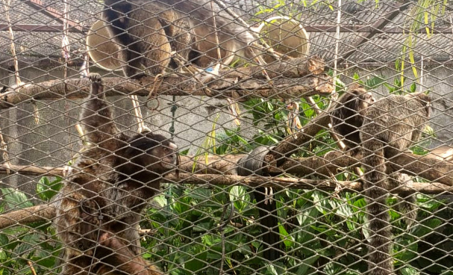 PCPR prende homem por manter ilegalmente macacos saguis em cativeiro na Capital