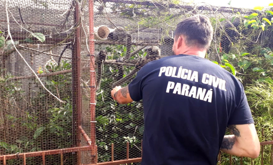 PCPR prende homem por manter ilegalmente macacos saguis em cativeiro na Capital