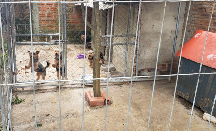 PCPR fecha canil clandestino e resgata animais em situação de maus-tratos na RMC