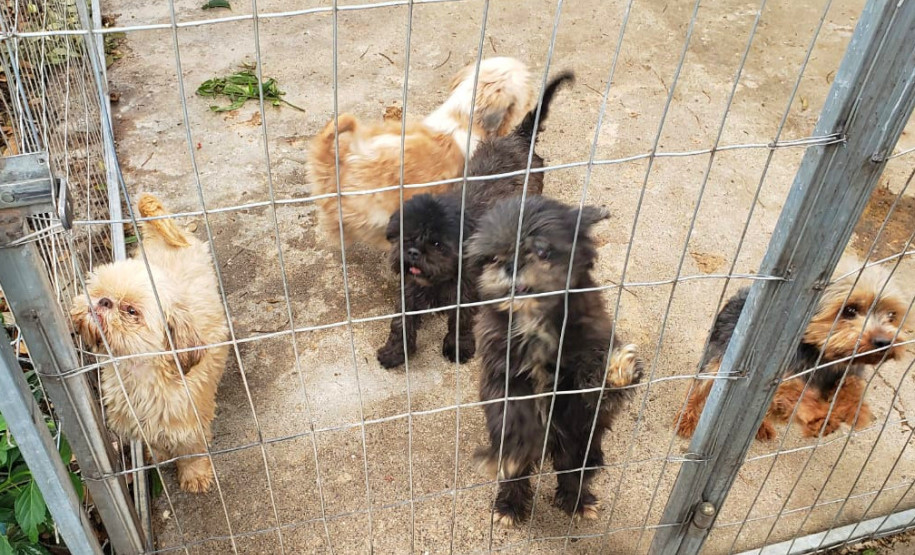 PCPR fecha canil clandestino e resgata animais em situação de maus-tratos na RMC