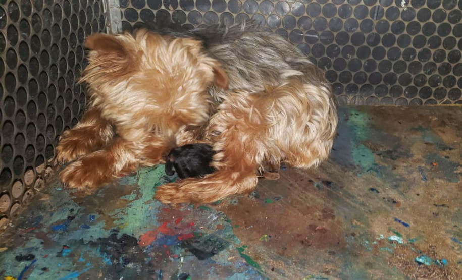 PCPR fecha canil clandestino e resgata animais em situação de maus-tratos na RMC