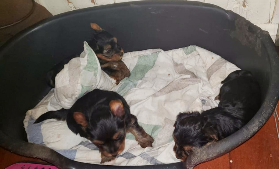 PCPR fecha canil clandestino e resgata animais em situação de maus-tratos na RMC