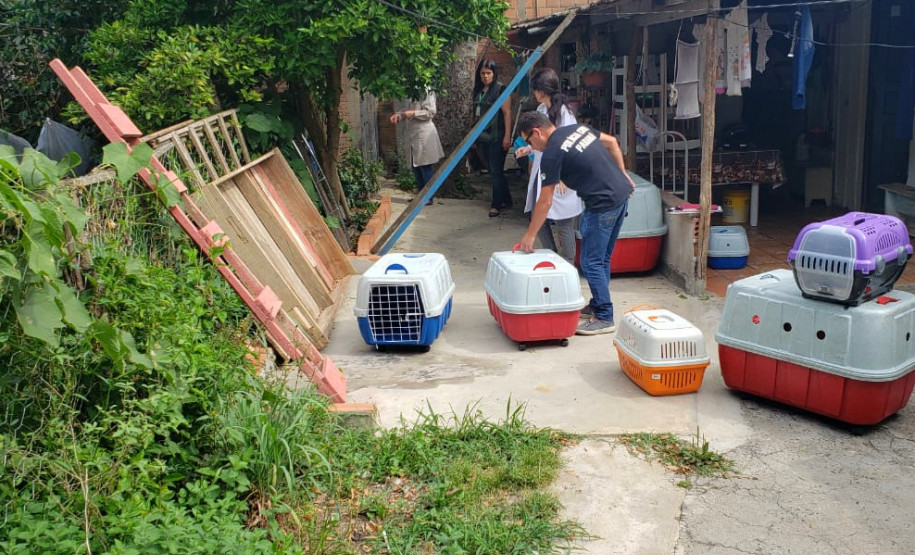 PCPR fecha canil clandestino e resgata animais em situação de maus-tratos na RMC