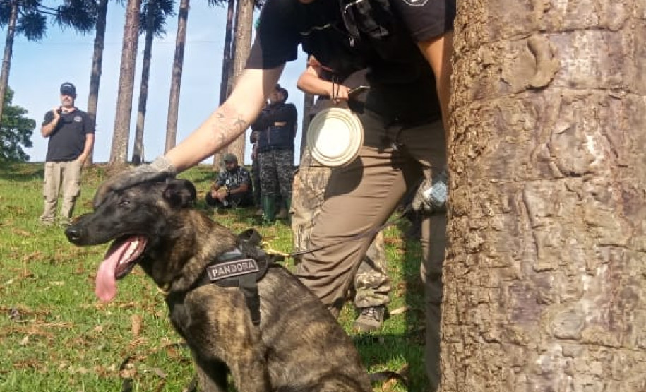 PCPR participa de seminário com cães voltado a busca de pessoas através de odor específico PCPR participa de seminário com cães voltado a busca de pessoas através de odor específico