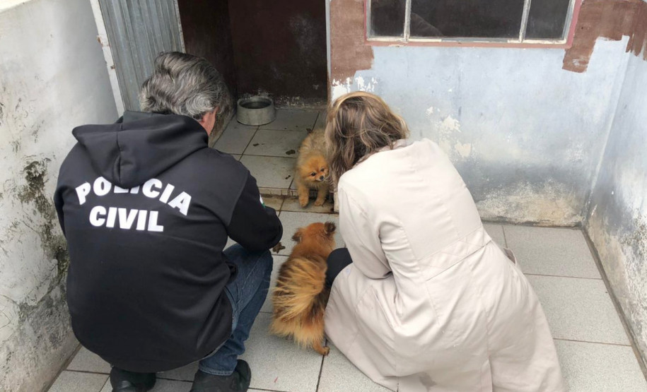 PCPR autua médica veterinária suspeito de maus-tratos a animais em Curitiba