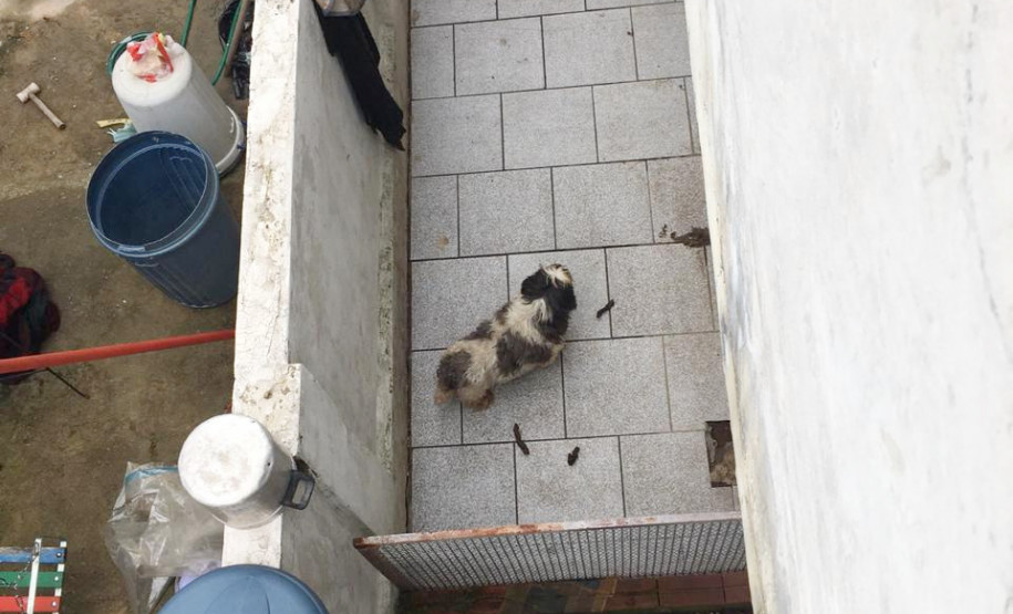 PCPR autua médica veterinária suspeito de maus-tratos a animais em Curitiba