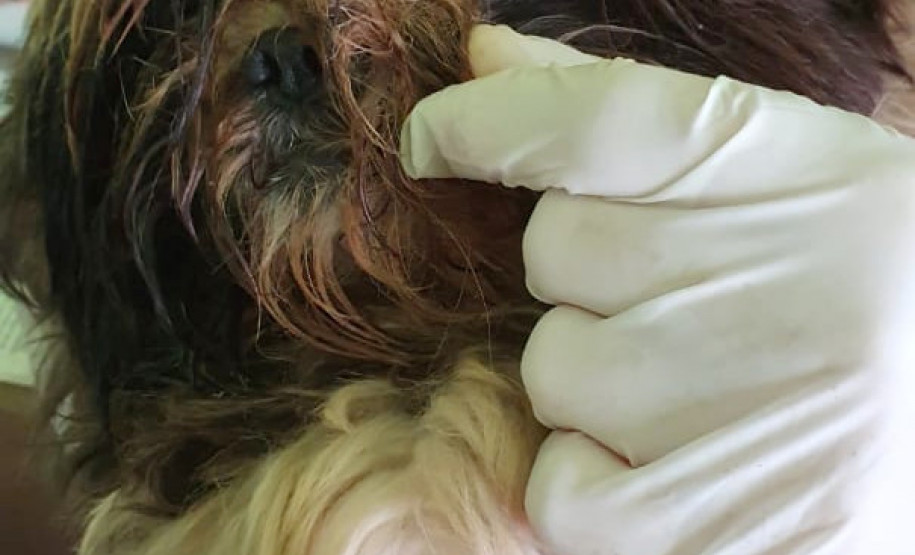 PCPR autua médica veterinária suspeito de maus-tratos a animais em Curitiba