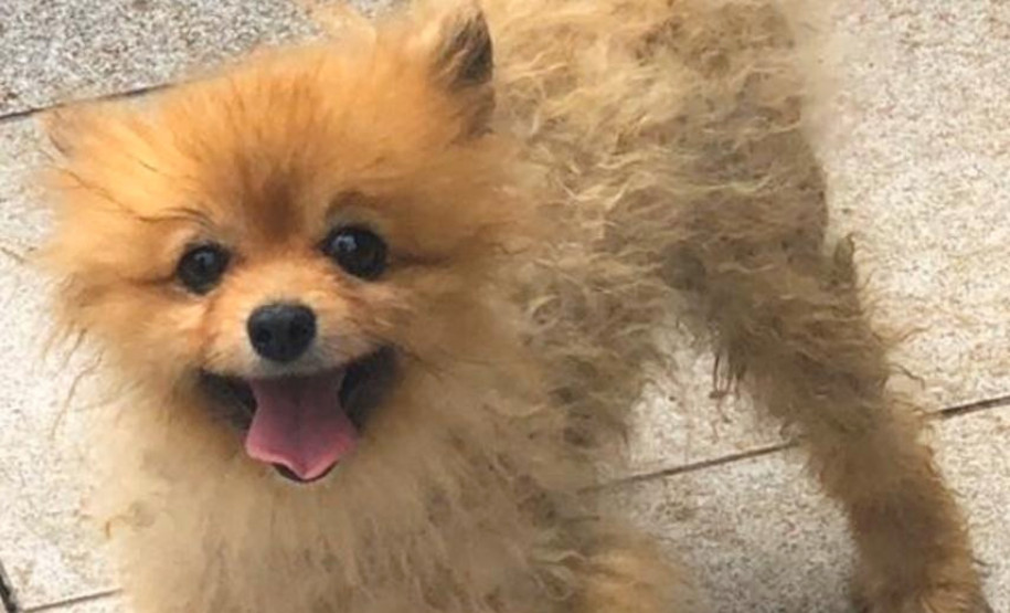 PCPR autua médica veterinária suspeito de maus-tratos a animais em Curitiba