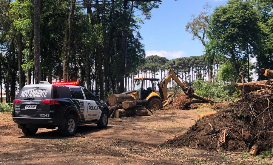 PCPR prende homem por corte ilegal de árvores em Curitiba PCPR prende homem por corte ilegal de árvores em Curitiba