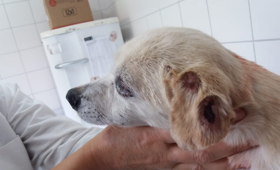 PCPR prende homem que maltratava cachorros em Curitiba