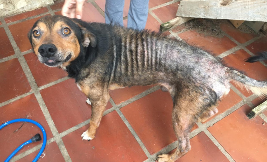 PCPR prende homem que maltratava cachorros em Curitiba