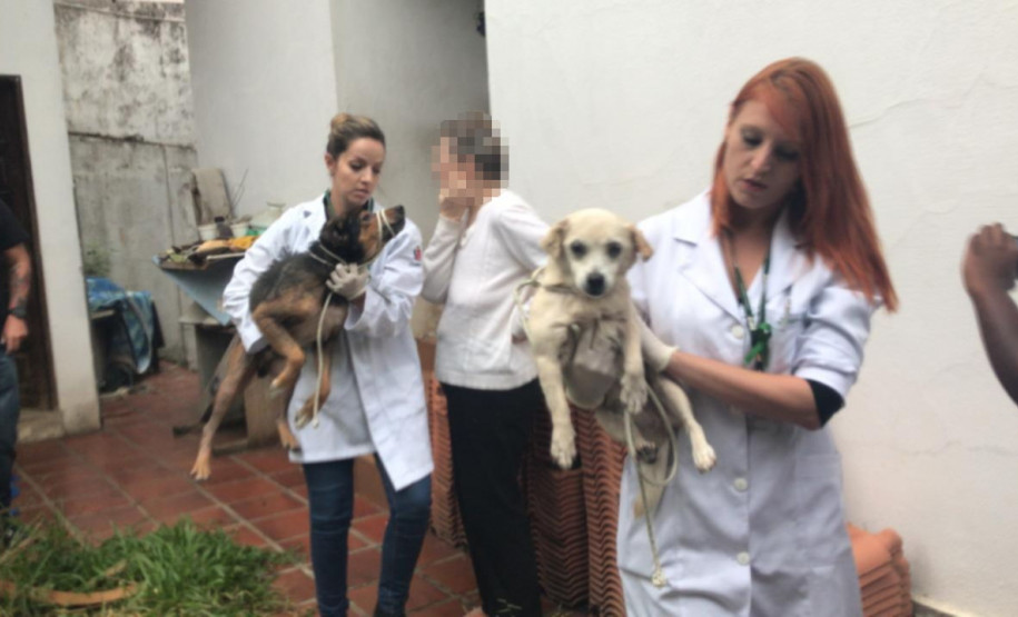 PCPR prende homem que maltratava cachorros em Curitiba