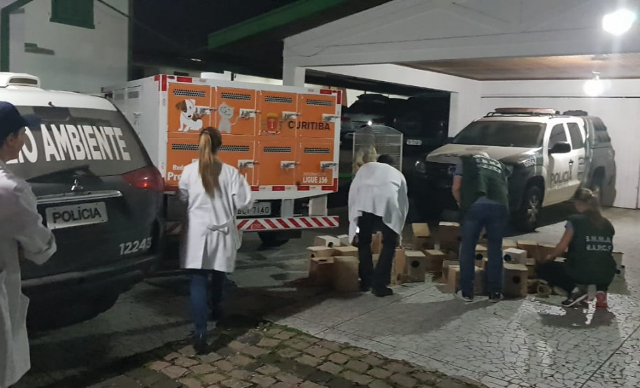 PCPR flagra mais de 60 pássaros em comércio ilegal de aves em Curitiba