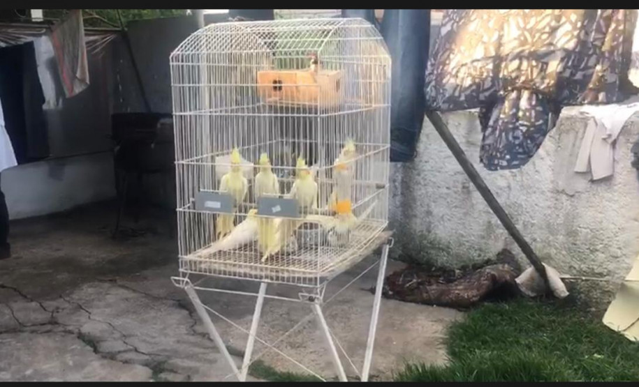 PCPR flagra mais de 60 pássaros em comércio ilegal de aves em Curitiba