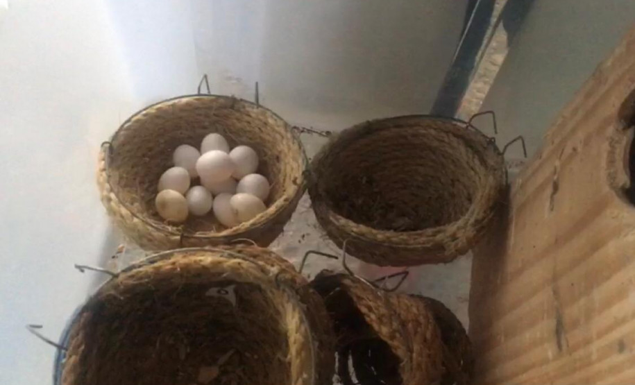 PCPR flagra mais de 60 pássaros em comércio ilegal de aves em Curitiba