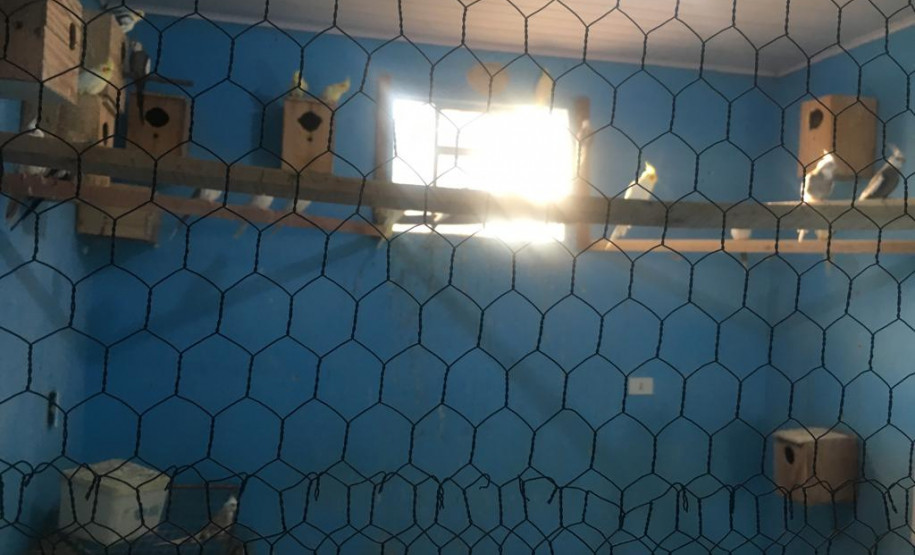 PCPR flagra mais de 60 pássaros em comércio ilegal de aves em Curitiba