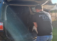 PCPR prende mulher em flagrante por maus tratos aos animais em Campina da Lagoa 