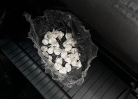 PCPR prende homem em flagrante por tráfico de drogas em Cascavel 