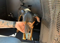 PCPR prende mulher em flagrante por maus-tratos aos animais em Alto Paraná 