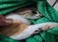 PCPR e PMPR prendem mulher estrangeira em flagrante por arremessar um gato de um prédio em Curitiba