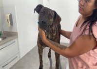 PCPR encontra um cachorro comunitário que estava desaparecido em Curitiba