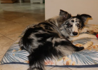 PCPR cumpre mandados de busca e apreensão referentes ao desa-parecimento de um cachorro em Campo Magro