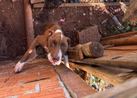 PCPR prende homem por maus-tratos a animal em Tibagi