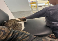 PCPR adota gatos que atuam como apoio emocional em Delegacia da Mulher em Araucária