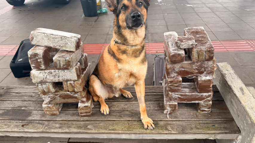 Com atuação de cão de faro, PCPR apreende 41 quilos de maconha na rodoviária de Curitiba